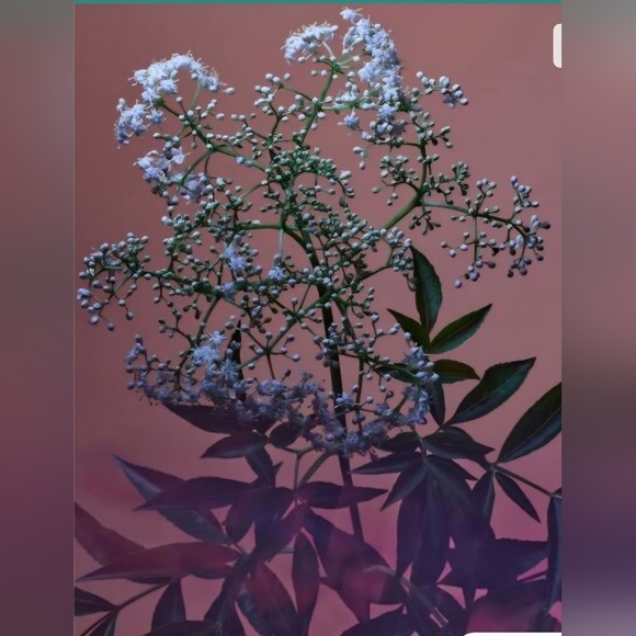 Twentynine Palms Santa Ana Salve Facial Moisturizer*Hyaluronic Acid - Picture 5 of 5